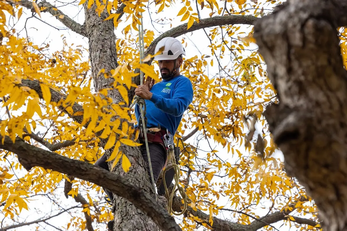 Skilled Tree Transplanting crew working in Smithboro