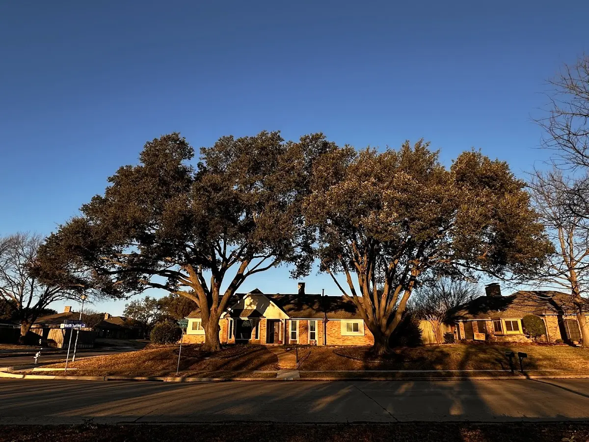 Established residential canopy tree shading a home in Smithboro